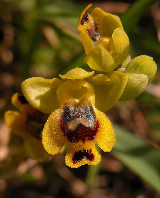 Ophrys, Orchis ...