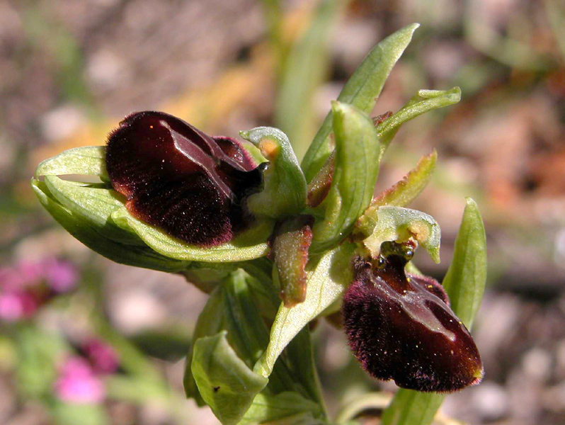 Ophrys garganica, O. sphegodes... ed altro