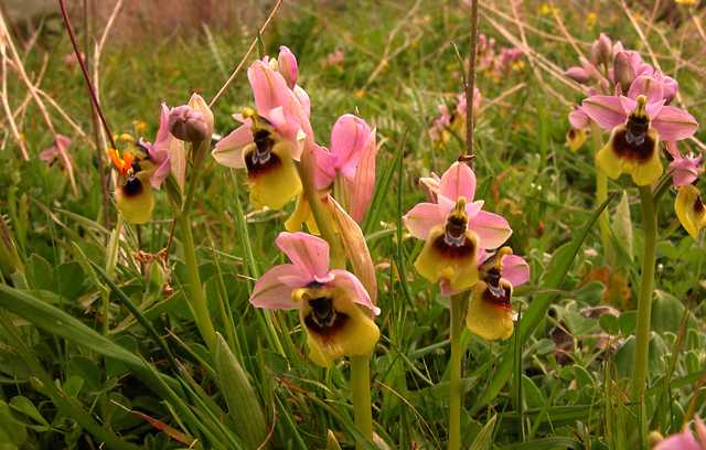 Ophrys, Orchis ...