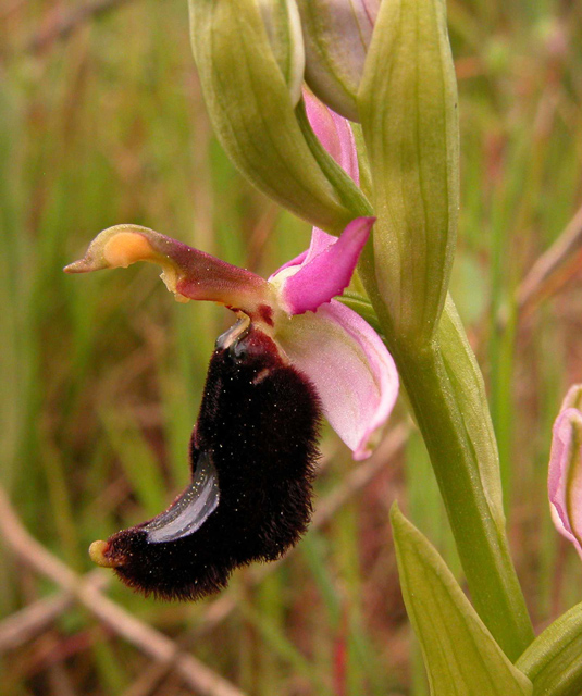 Ophrys, Orchis ...