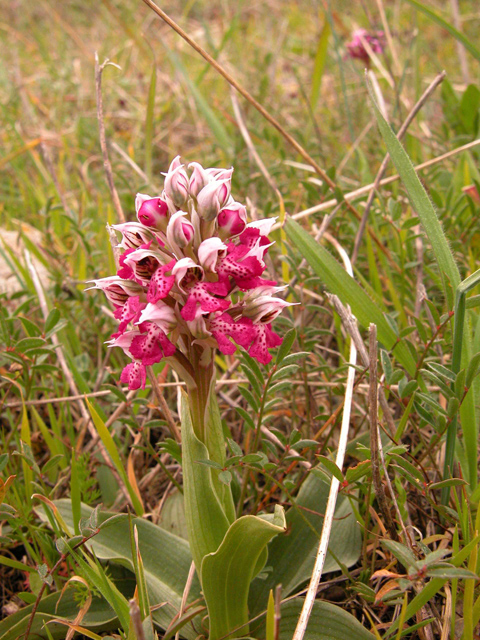 Ophrys, Orchis ...