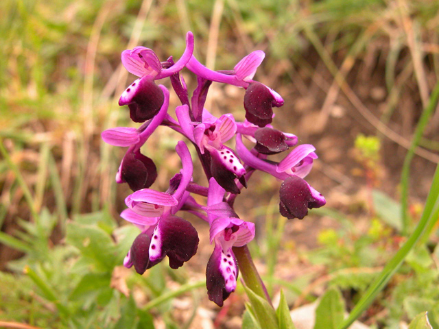 Ophrys, Orchis ...