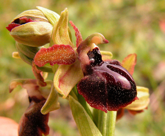 Ophrys, Orchis ...