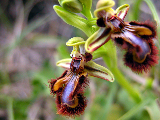 Ophrys, Orchis ...