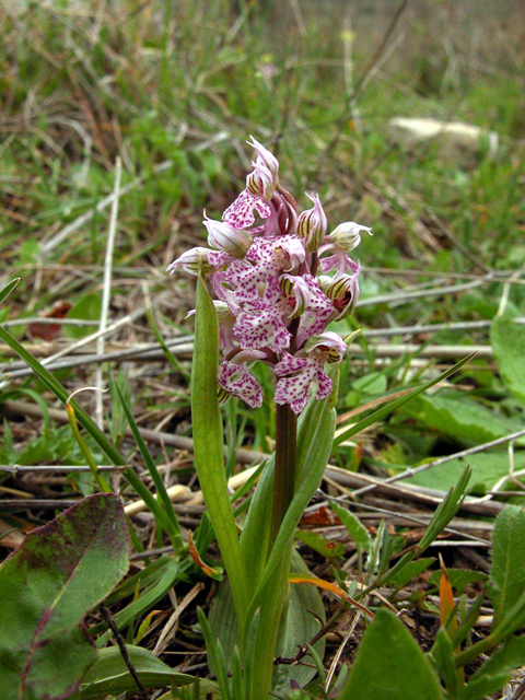 Ophrys, Orchis ...