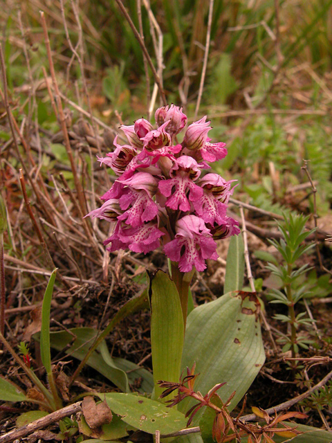 Ophrys, Orchis ...