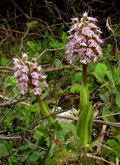 Ophrys, Orchis ...