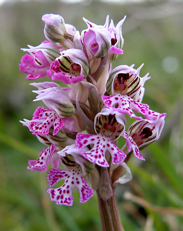 Orchis lactea... Sicilia Orientale