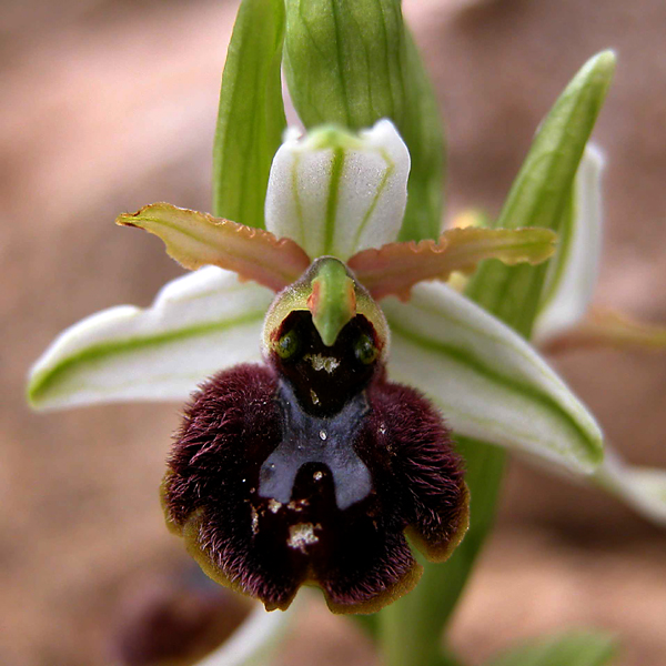 Ophrys sphegodes  e Ophrys exaltata.