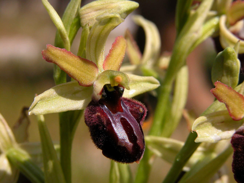 Ophrys garganica, O. sphegodes... ed altro