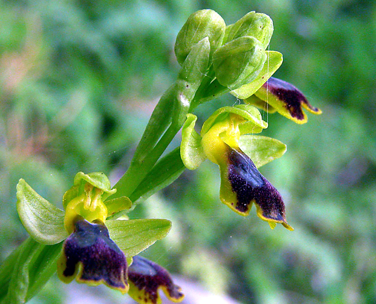 Ophrys archimedea