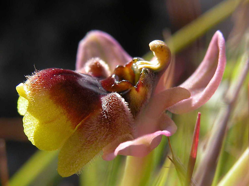 Ophrys x sommieri (O. bombyliflora x O. tenthredinifera)