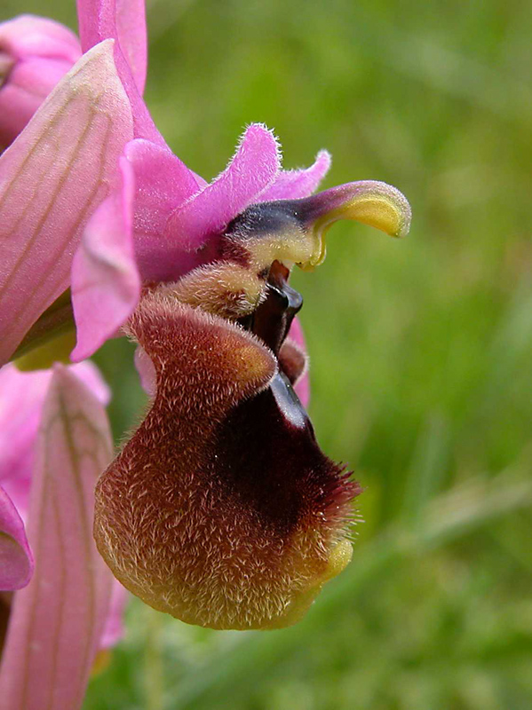 Ophrys  tenthredinifera