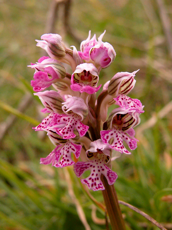 Orchis lactea... Sicilia Orientale