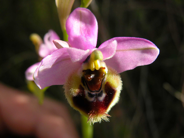 Ophrys tenthredinifera