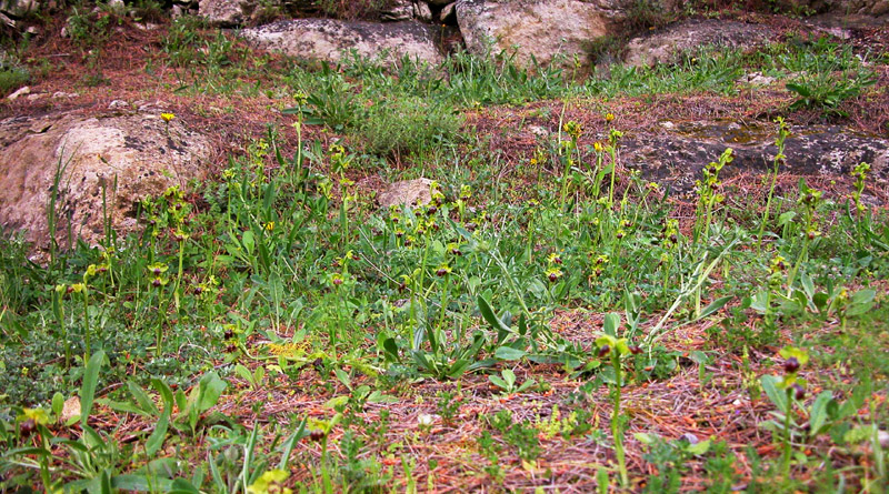 Campo di Ophrys fusca s.l. e O. ciliata