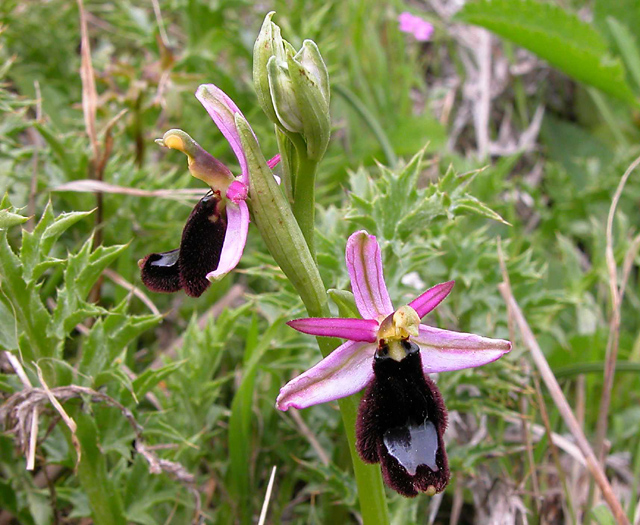 O.bertolonii ....