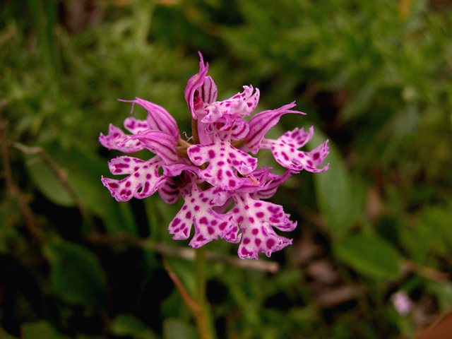 Orchis tridentata