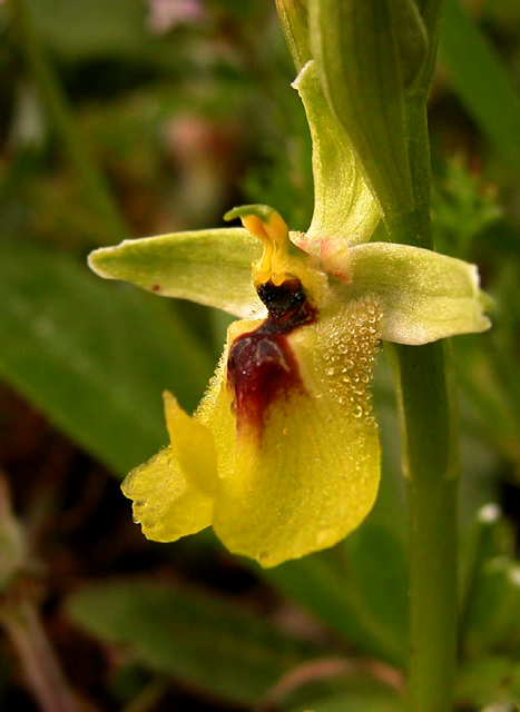 Ophrys lacaitae