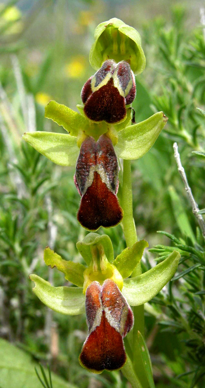 Ophrys calocaerina