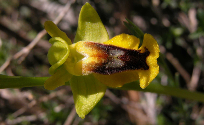 Ophrys lutea?