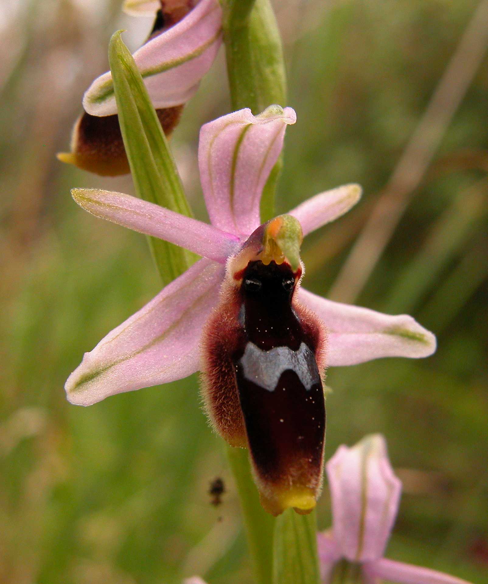 Ophrys lunulata