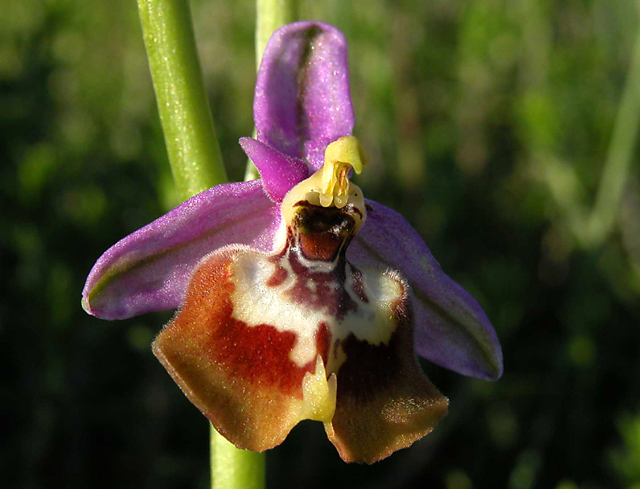 Ophrys calliantha - Sicilia - Pantalica