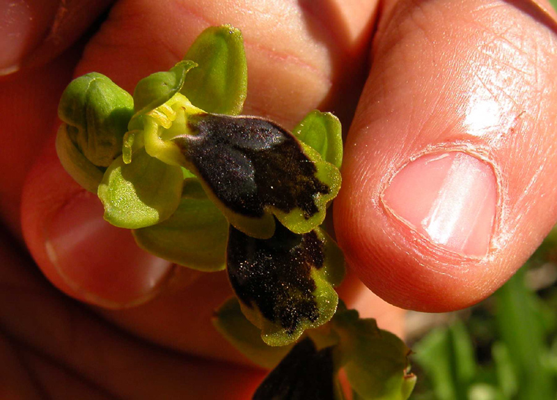 SICILIA -Subfusca da identificare