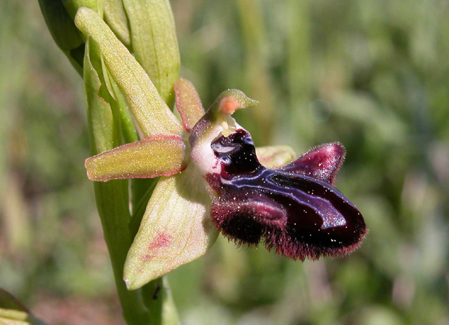 Iblei - diario fioriture fine Aprile