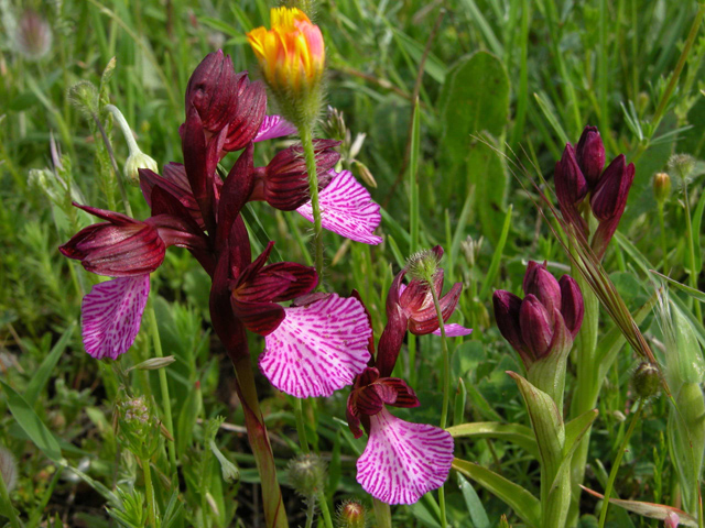 Iblei - diario fioriture fine Aprile