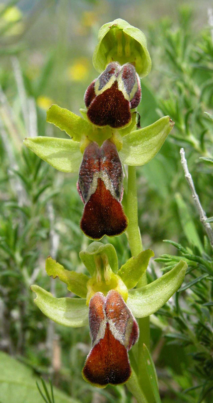 Iblei - diario fioriture fine Aprile