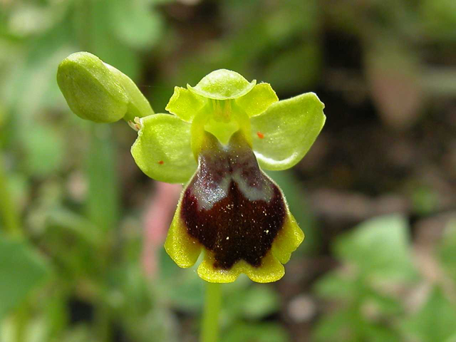 Iblei - diario fioriture fine Aprile