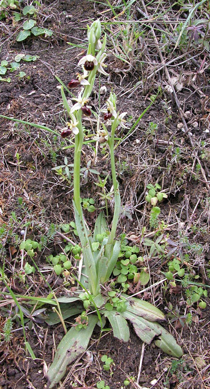 Ophrys sphegodes  e Ophrys exaltata.