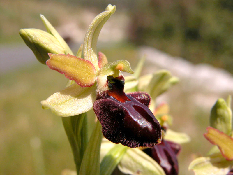 Ophrys garganica, O. sphegodes... ed altro