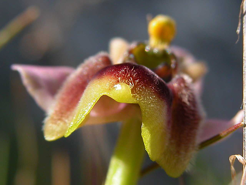 Ophrys x sommieri (O. bombyliflora x O. tenthredinifera)