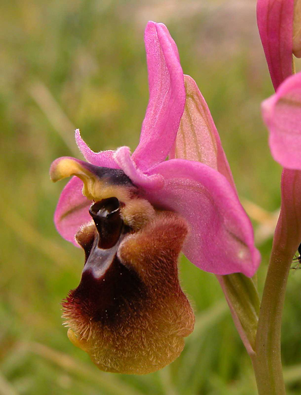 Ophrys  tenthredinifera