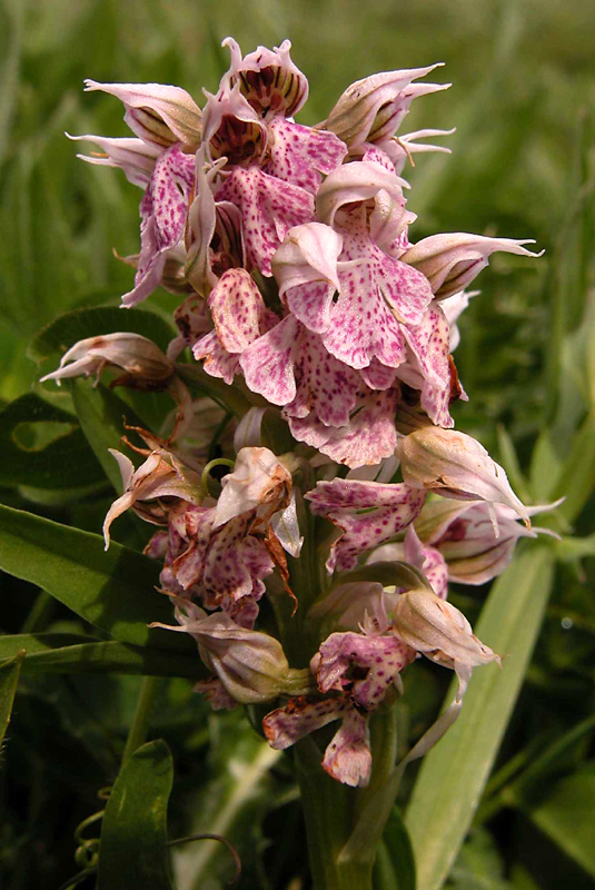 Orchis lactea... Sicilia Orientale