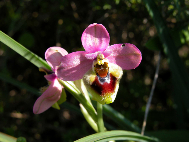 Ophrys tenthredinifera