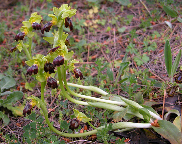 Campo di Ophrys fusca s.l. e O. ciliata