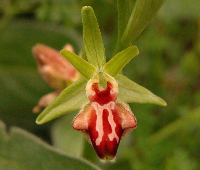 Ophrys incubacea (ipercromia di....)