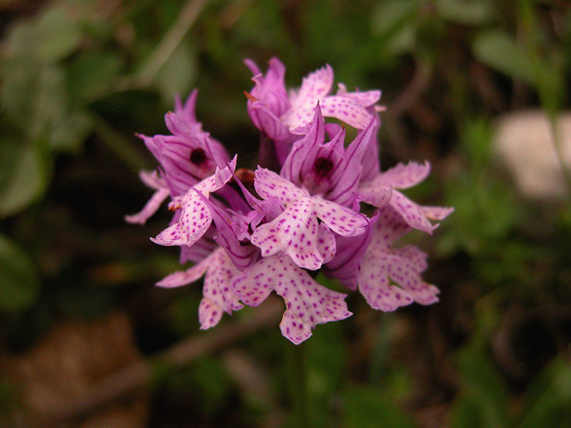 Orchis tridentata