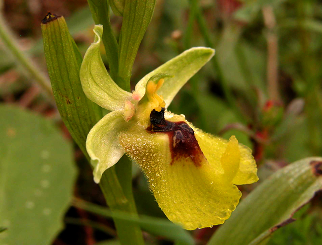 Ophrys lacaitae