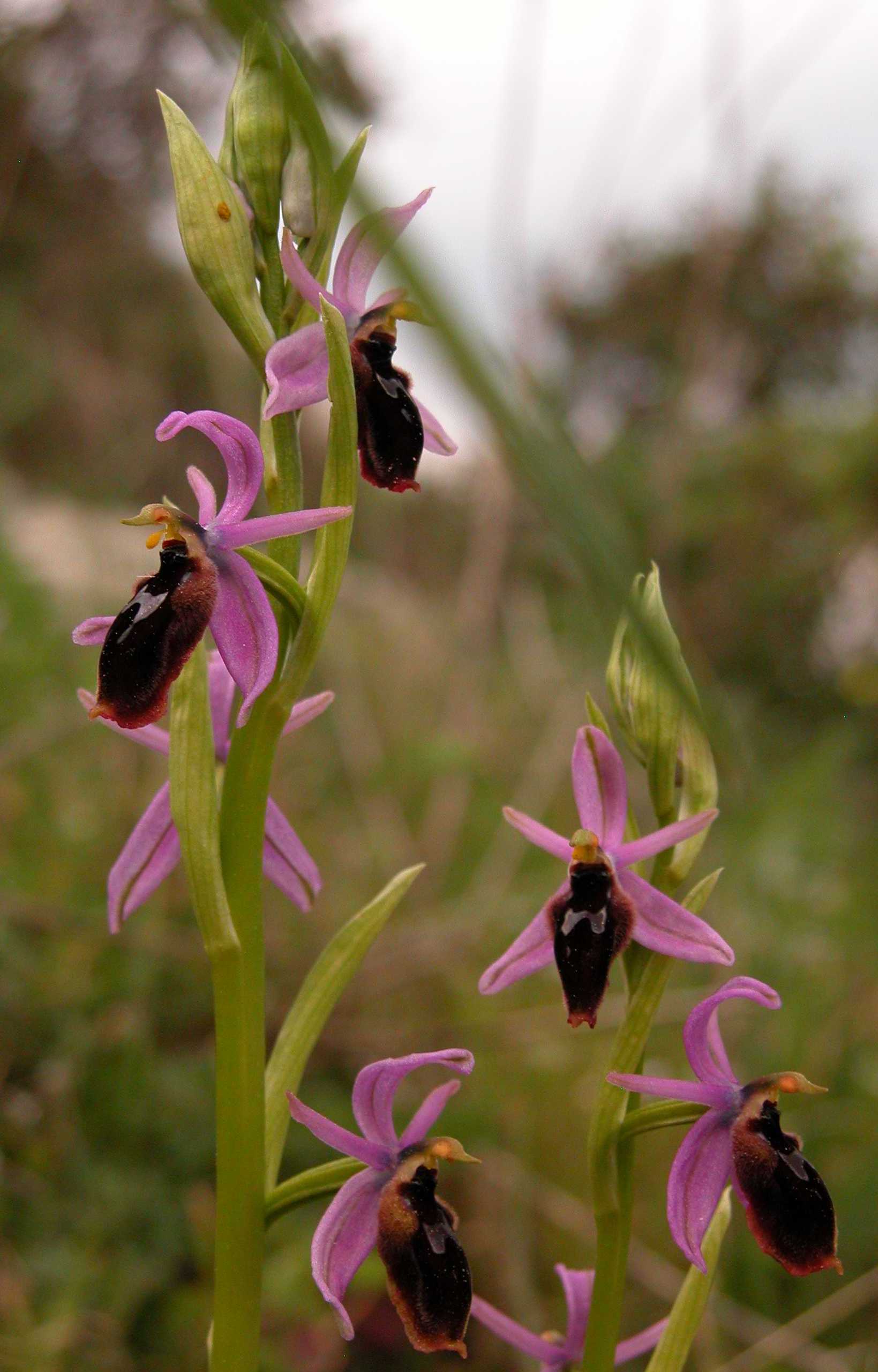 Ophrys lunulata