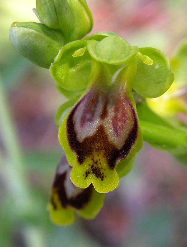 SICILIA -Subfusca da identificare