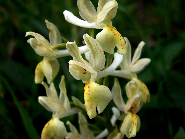 Orchis provincialis - Monte Lauro - SICILIA -