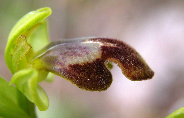 Campo di Ophrys fusca s.l. e O. ciliata