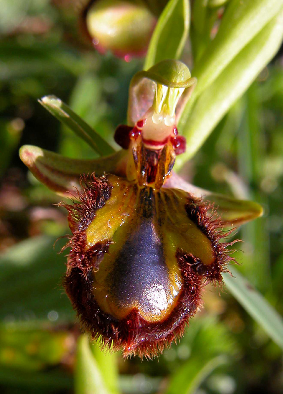 Campo di Ophrys fusca s.l. e O. ciliata