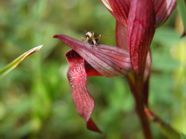 Iblei - diario fioriture fine Aprile