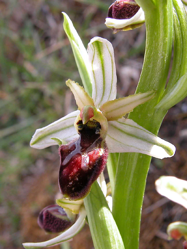 Ophrys sphegodes  e Ophrys exaltata.