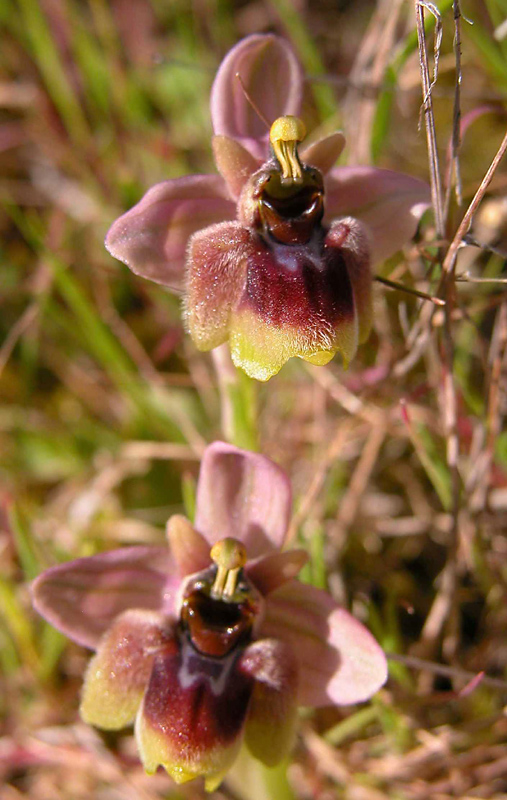 Ophrys x sommieri (O. bombyliflora x O. tenthredinifera)